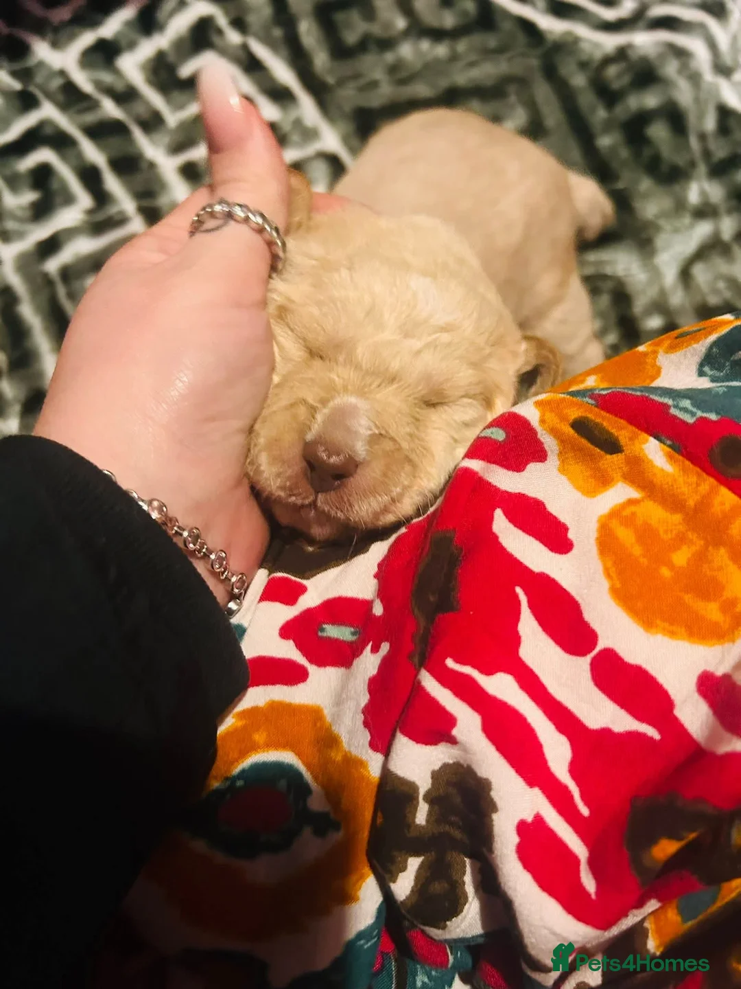 Mixed Breed dogs for sale: 9 Beautiful Puppies for sale - Advert 18