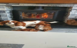 Cavapoo dogs for sale: Cavapoo  - Image 3