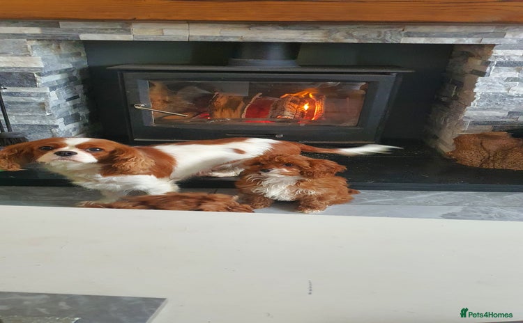 Cavapoo dogs - Advert 3