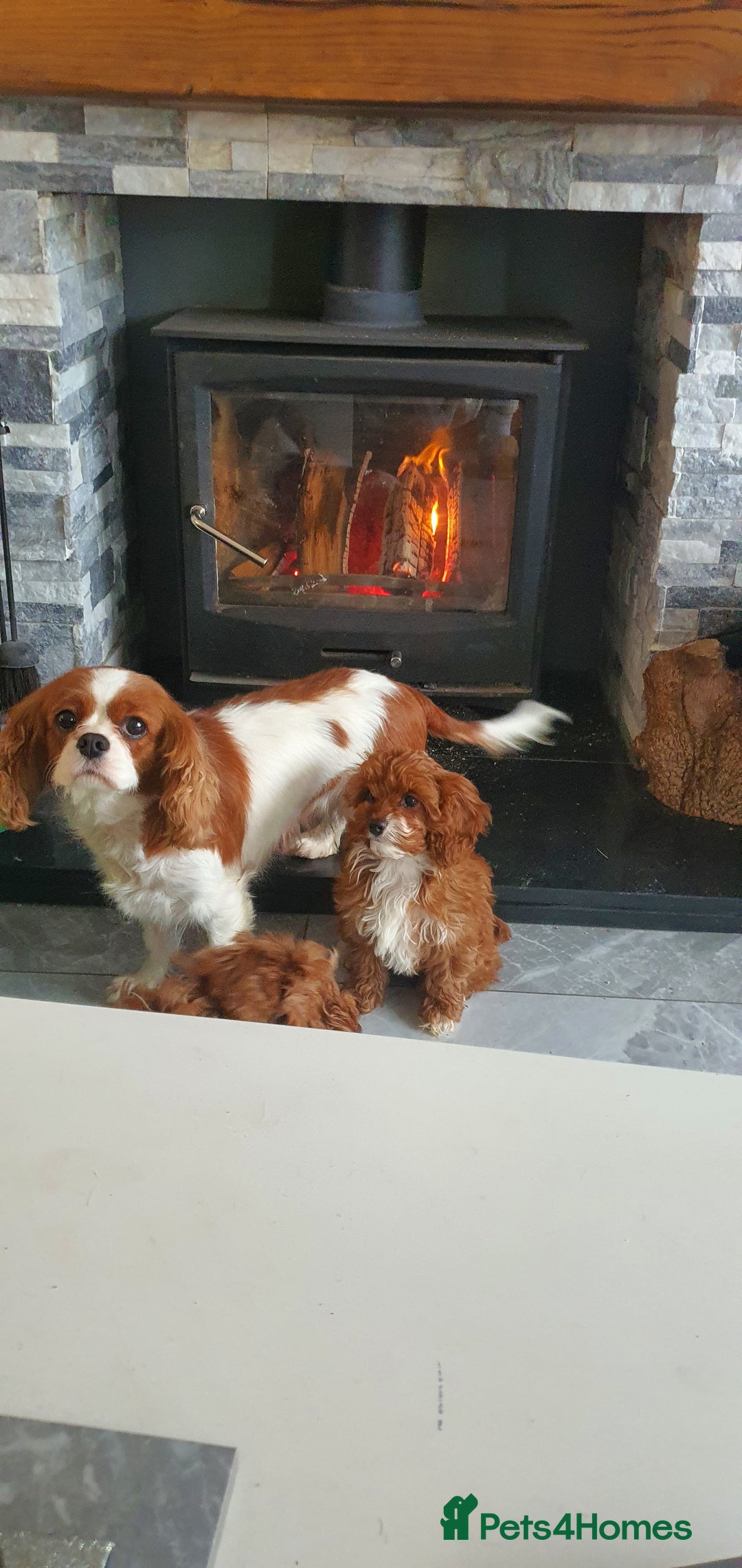 Cavapoo dogs for sale: Cavapoo  - Image 3