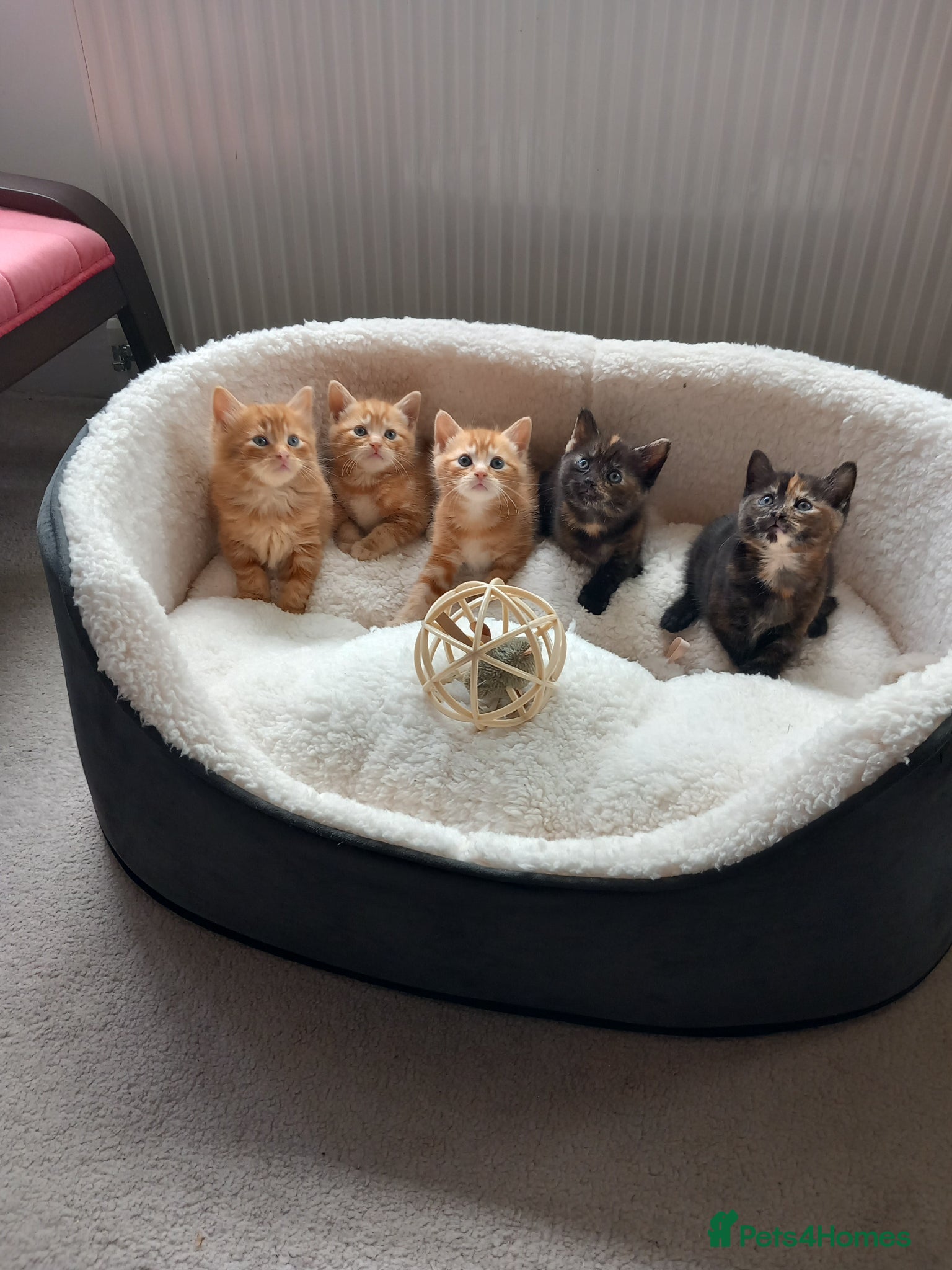 Mixed Breed cats Goldie and Meg have had their gorgeous kittens - Advert 2