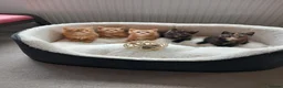 Mixed Breed cats for sale: Goldie and Meg have had their gorgeous kittens - Advert 11