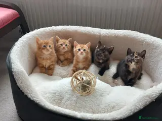 Mixed Breed cats Goldie and Meg have had their gorgeous kittens - Advert 2