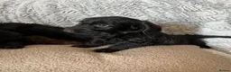 Doxiepoo dogs for sale: Ready to leave Doxiepoos, Jet Black girl and boy  - Advert 3