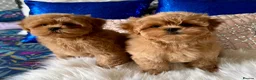 Shihpoo dogs for sale: Stunning Asian Shih Poo puppies - Advert 19