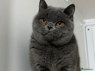British Shorthair cats Blue girl available - Advert 16
