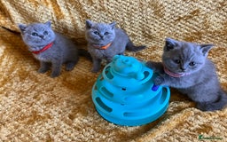 British Shorthair cats for sale: GCCF registered ChampionBloodline 5GENpedigree BSH - Image 5