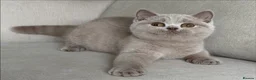 British Shorthair cats for sale: Beautiful boy & girl available  - Advert 4
