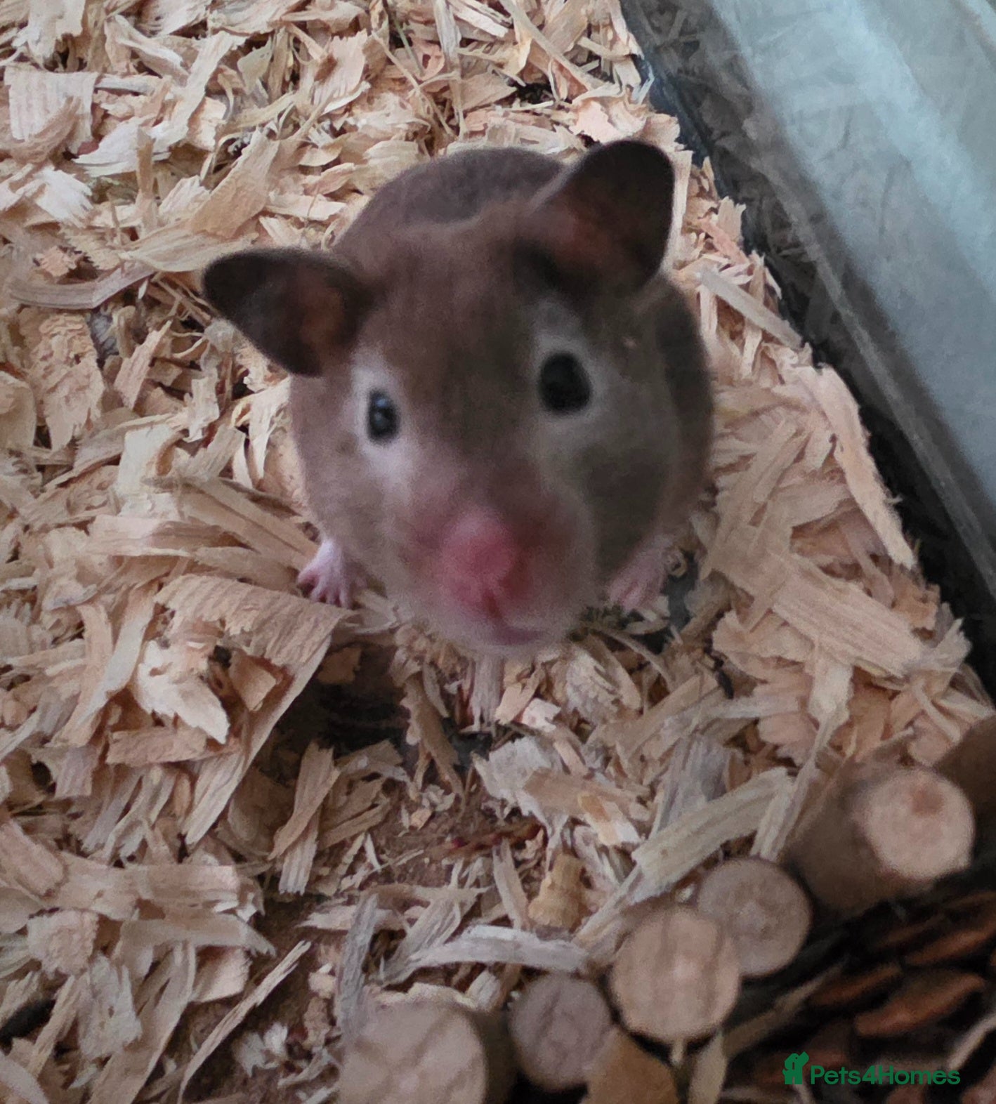 Hamster rodents Female syrian hamster with huge enclosure  - Advert 2