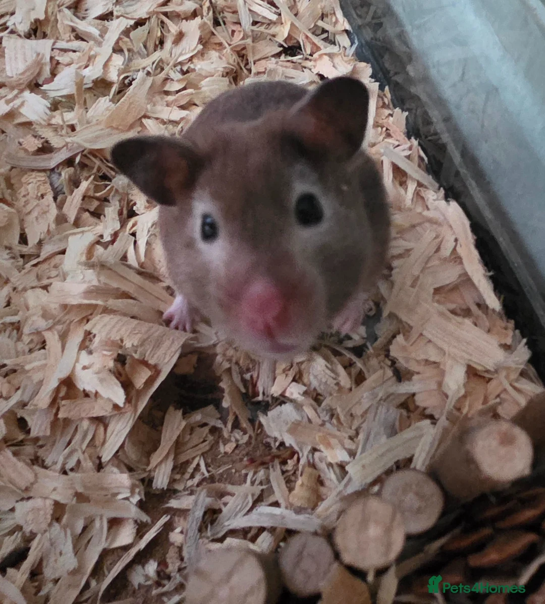 Hamster rodents for sale: Female syrian hamster with huge enclosure  - Advert 2
