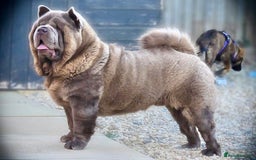 Chow Chow dogs for stud: Rare lilac smooth coat KC reg for stud  - Image 7