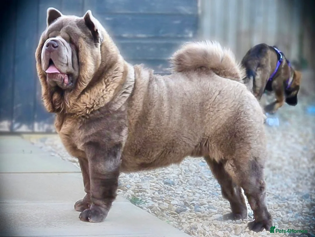 Chow Chow dogs for stud: The only rare lilac smooth coat KC reg  - Advert 9