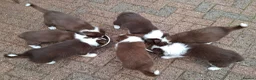 Border Collie dogs for sale: Red and white border collie puppies  in Rugeley - Advert 7