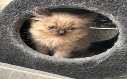 Ragdoll cats for sale: Stunning Female Seal Mink Ragdoll Kitten  - Image 4