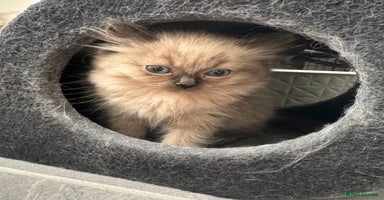Ragdoll cats - Advert 4