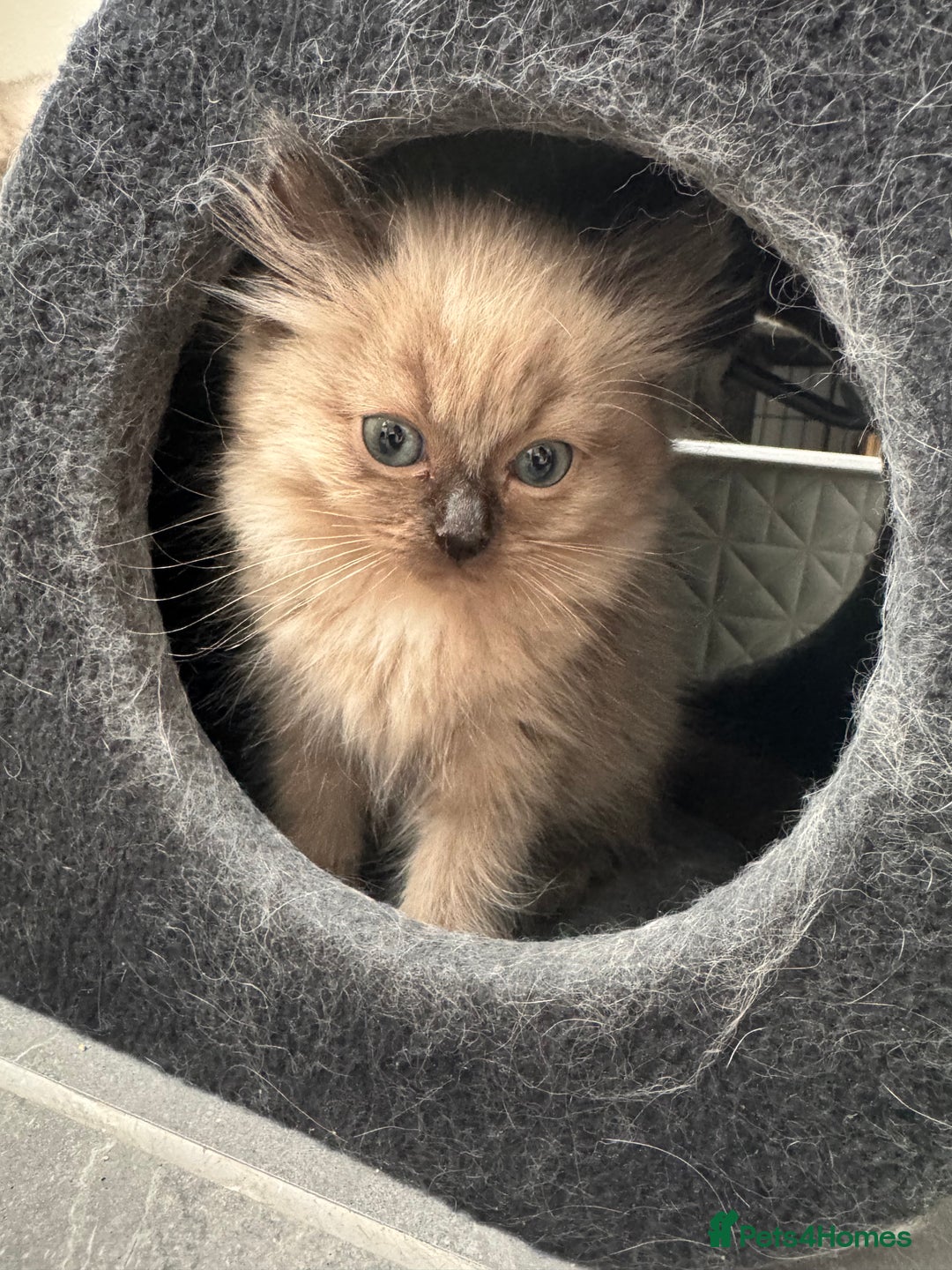 Ragdoll cats for sale: Stunning Female Seal Mink Ragdoll Kitten  - Image 4