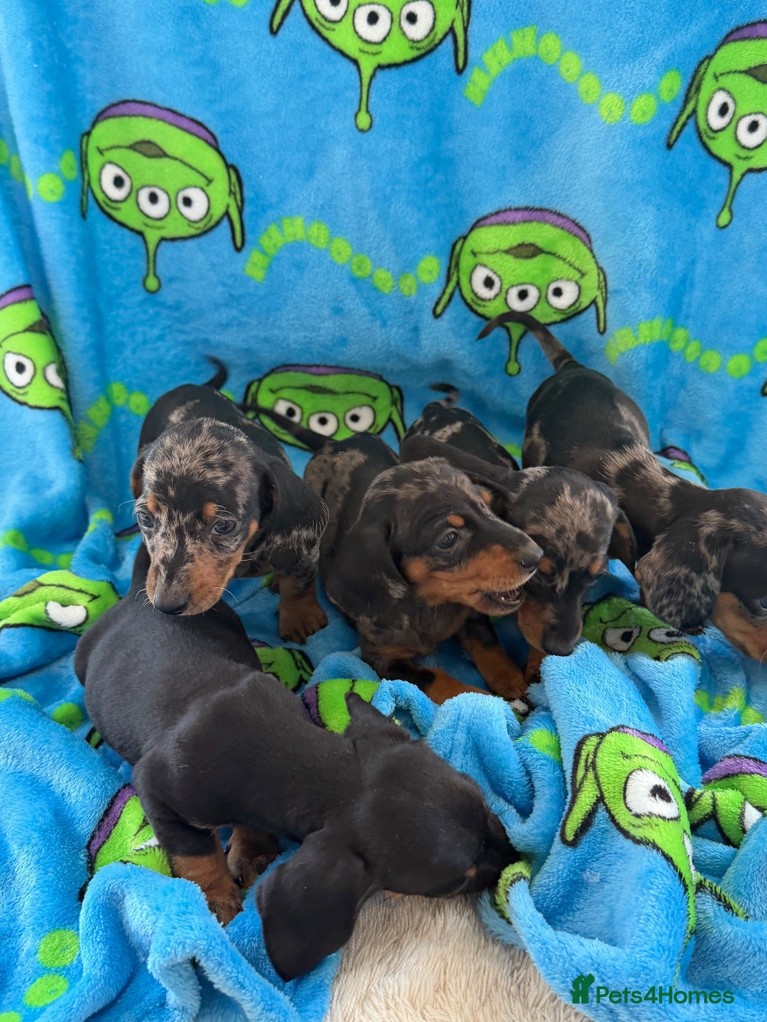 Miniature Dachshund dogs Miniature dachshund puppies  - Advert 4