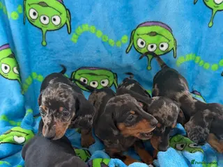 Miniature Dachshund dogs Miniature dachshund puppies - Advert 4