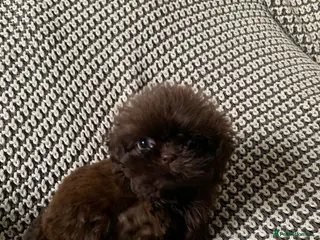 Shih Tzu dogs Beautiful baby shitzus - Advert 6