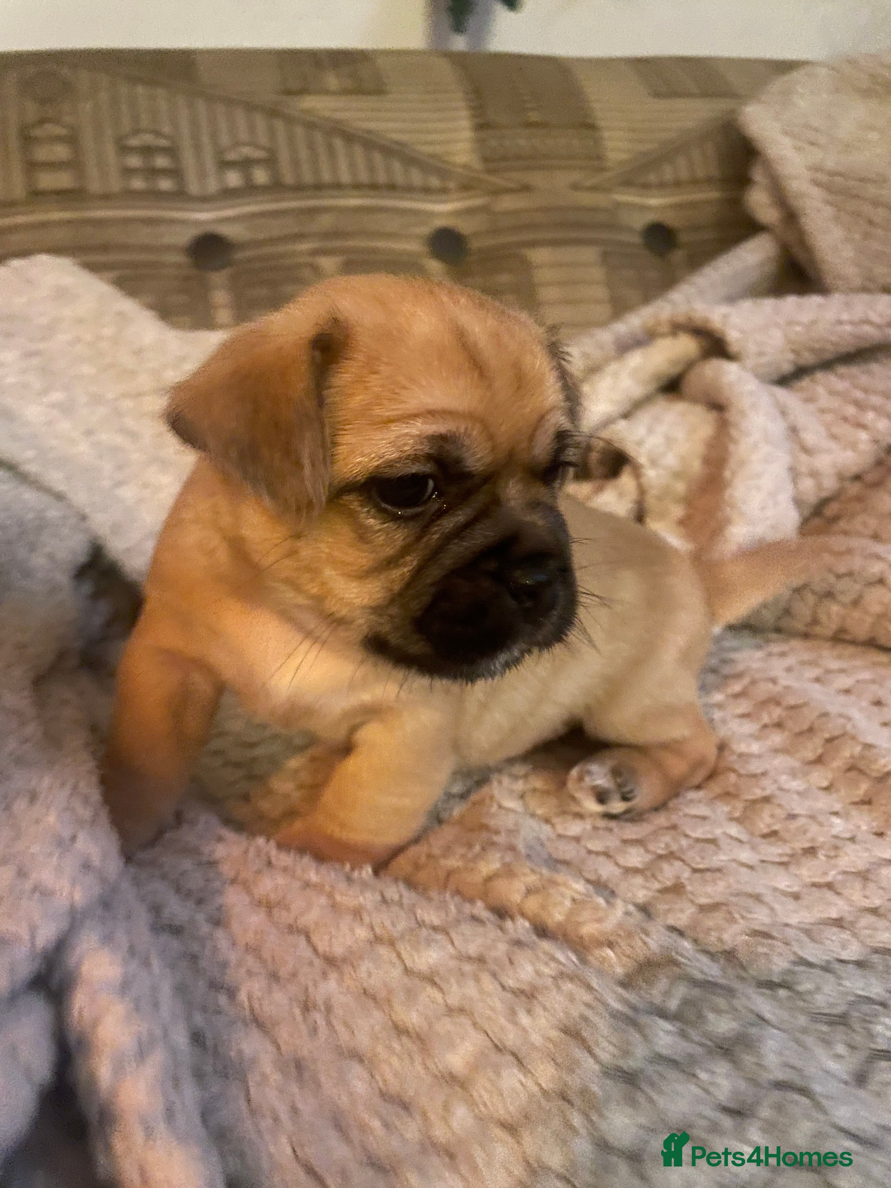 Jug dogs Jug puppies for sale 4 boys 2 girls 5 weeks old - Advert 1