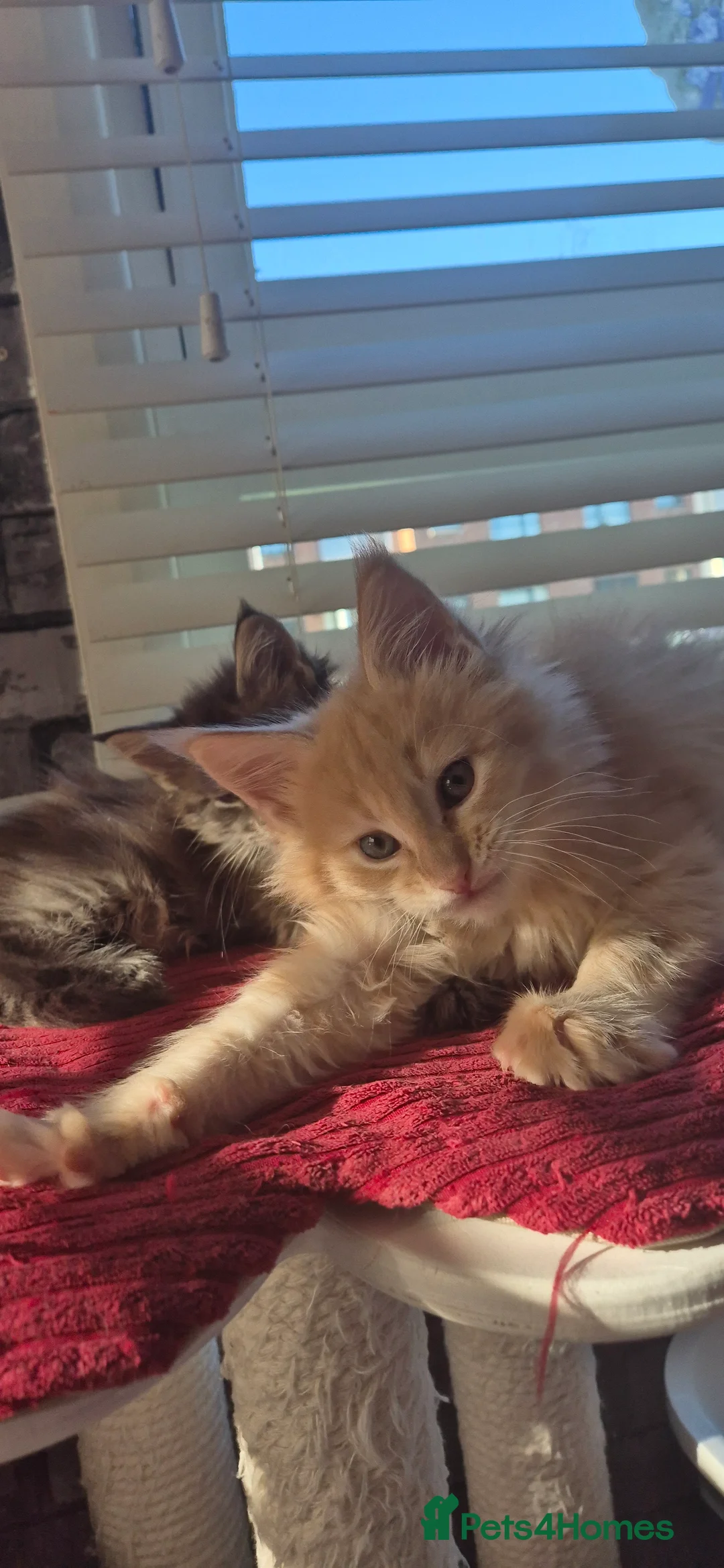 Maine Coon cats for sale: Maine Coon kittens  - Advert 17