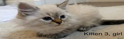 Siberian cats for sale: Beautiful Blue-Eyed Siberian Kittens - Advert 12