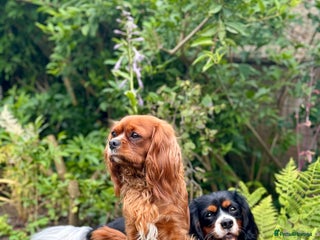 Cavalier King Charles Spaniel dogs Beautiful pups DNA HEALTH TESTED parents - Advert 1