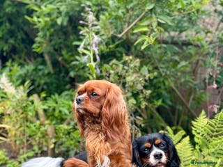 Cavalier King Charles Spaniel dogs Beautiful pups DNA HEALTH TESTED parents - Advert 2