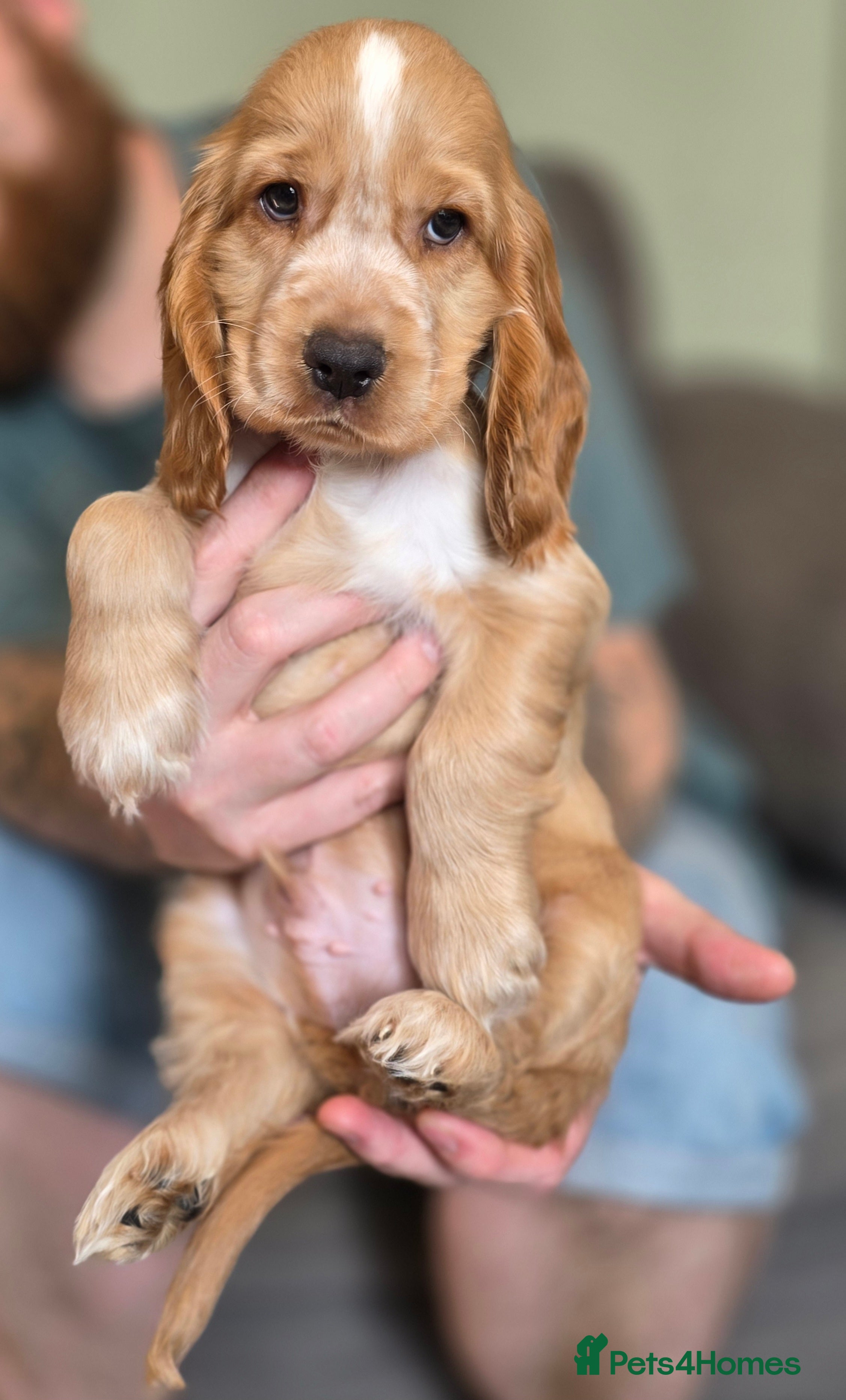 Cocker Spaniel dogs KC Registered Show cocker spaniel - Ready now - Advert 2