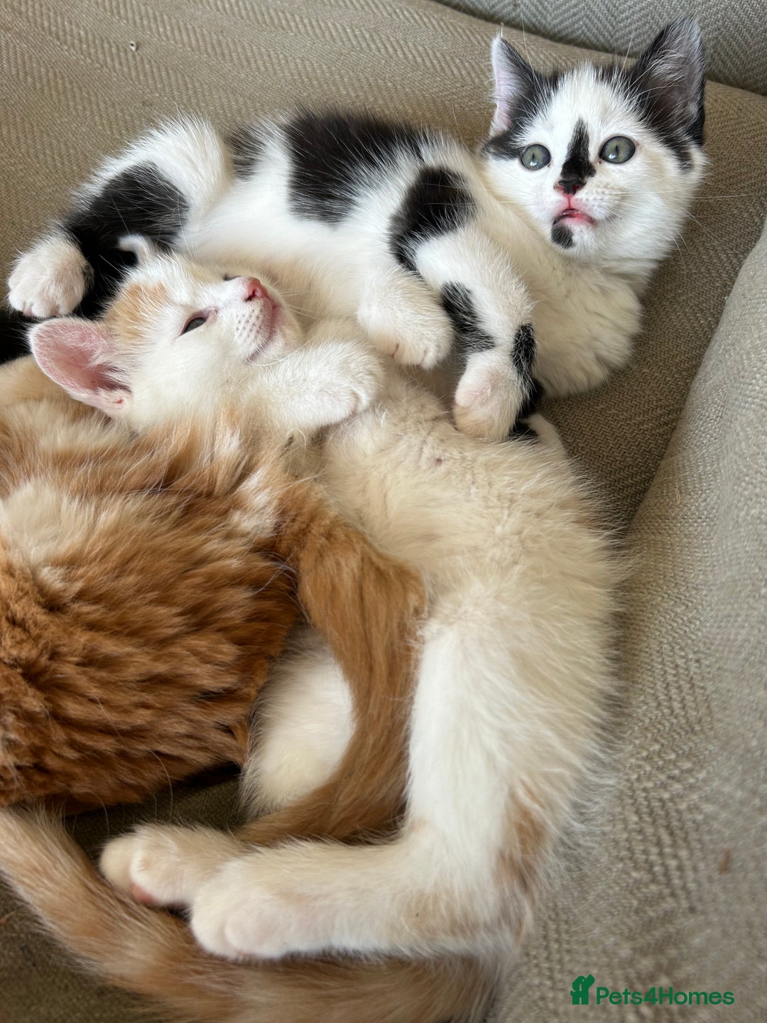 Mixed Breed cats for sale: 5 beautiful kittens  - Image 2