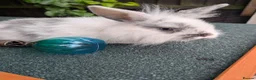 Mini Lop rabbits for sale: Mini lops - lionheads - re **   - Advert 5