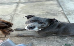 Staffordshire Bull Terrier dogs for sale: Femal blue Staffordshire bull terrier  - Image 1