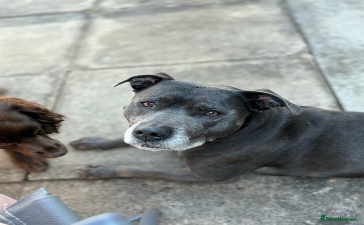Staffordshire Bull Terrier dogs - Advert 1