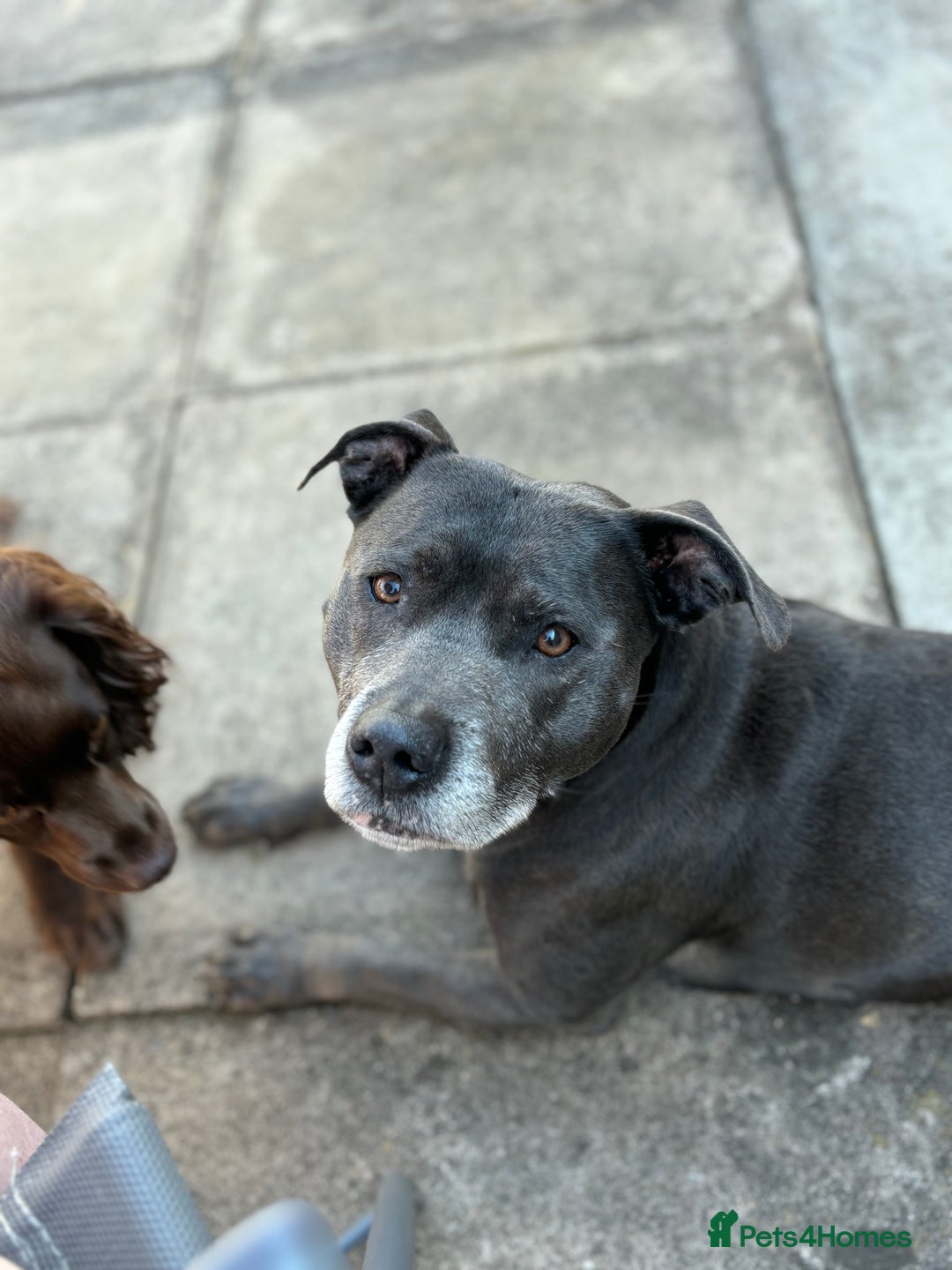 Staffordshire Bull Terrier dogs for sale: Femal blue Staffordshire bull terrier  - Image 1
