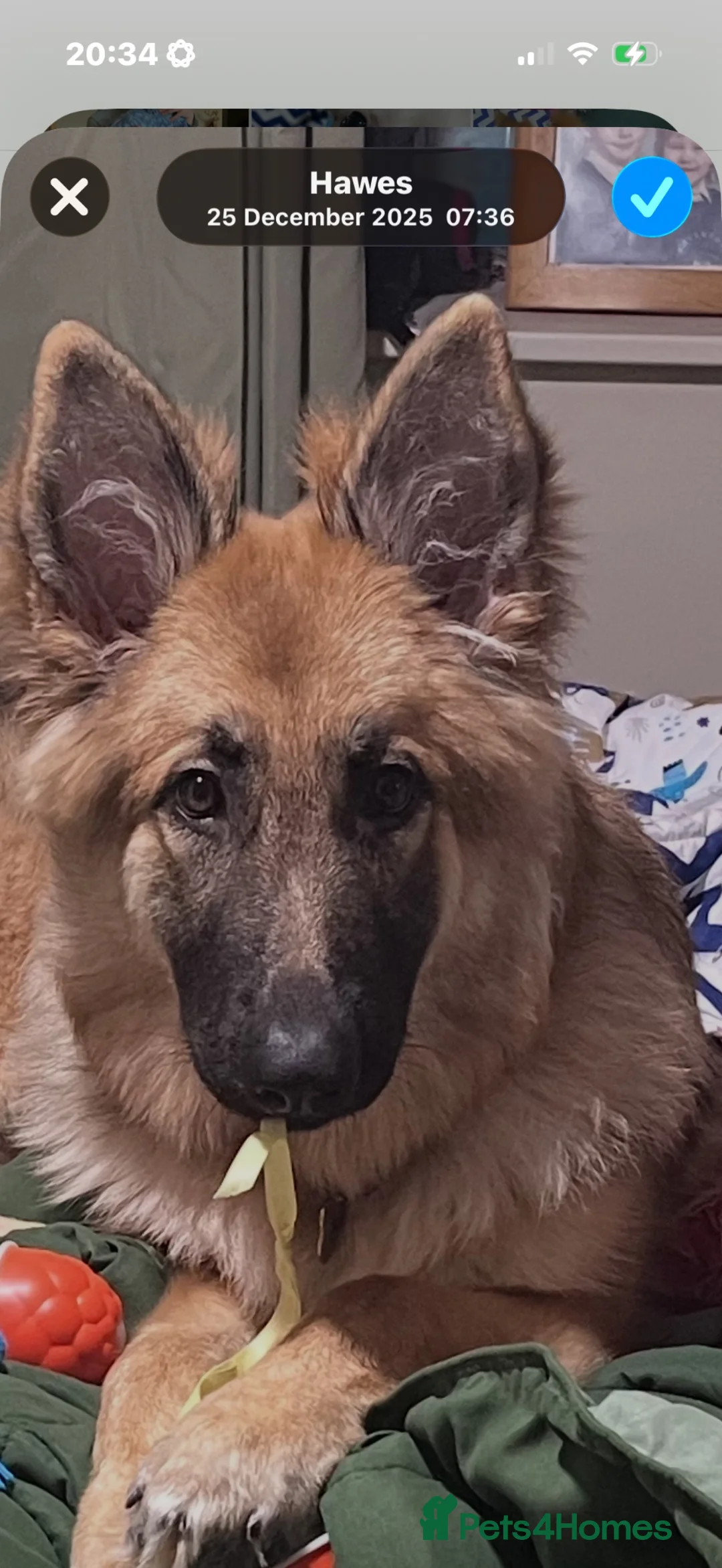 German Shepherd dogs for sale: German Shepherd (girl) - Advert 2