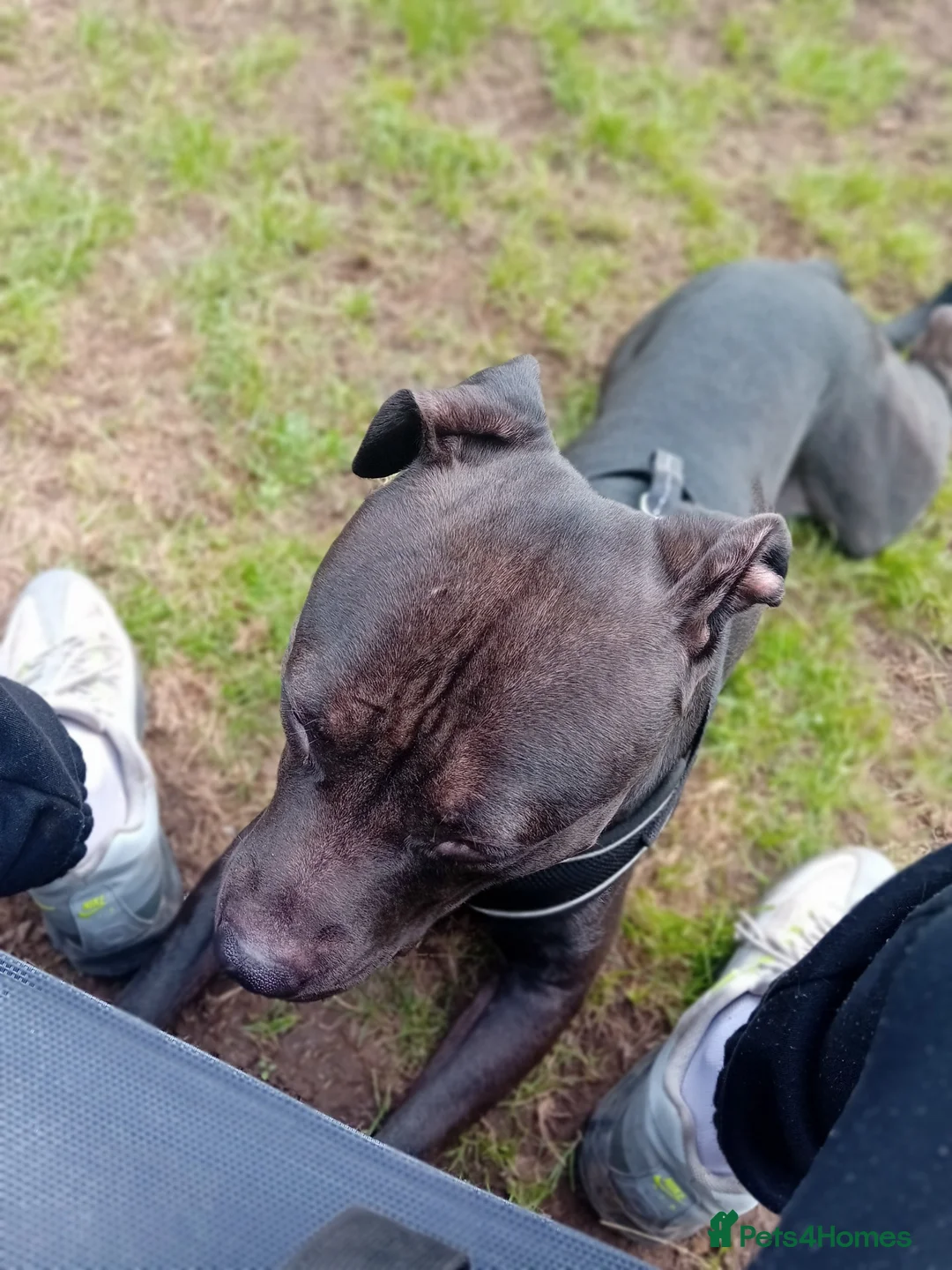 Mixed Breed dogs for sale: Milo, just over a year old. in Brighouse - Advert 3