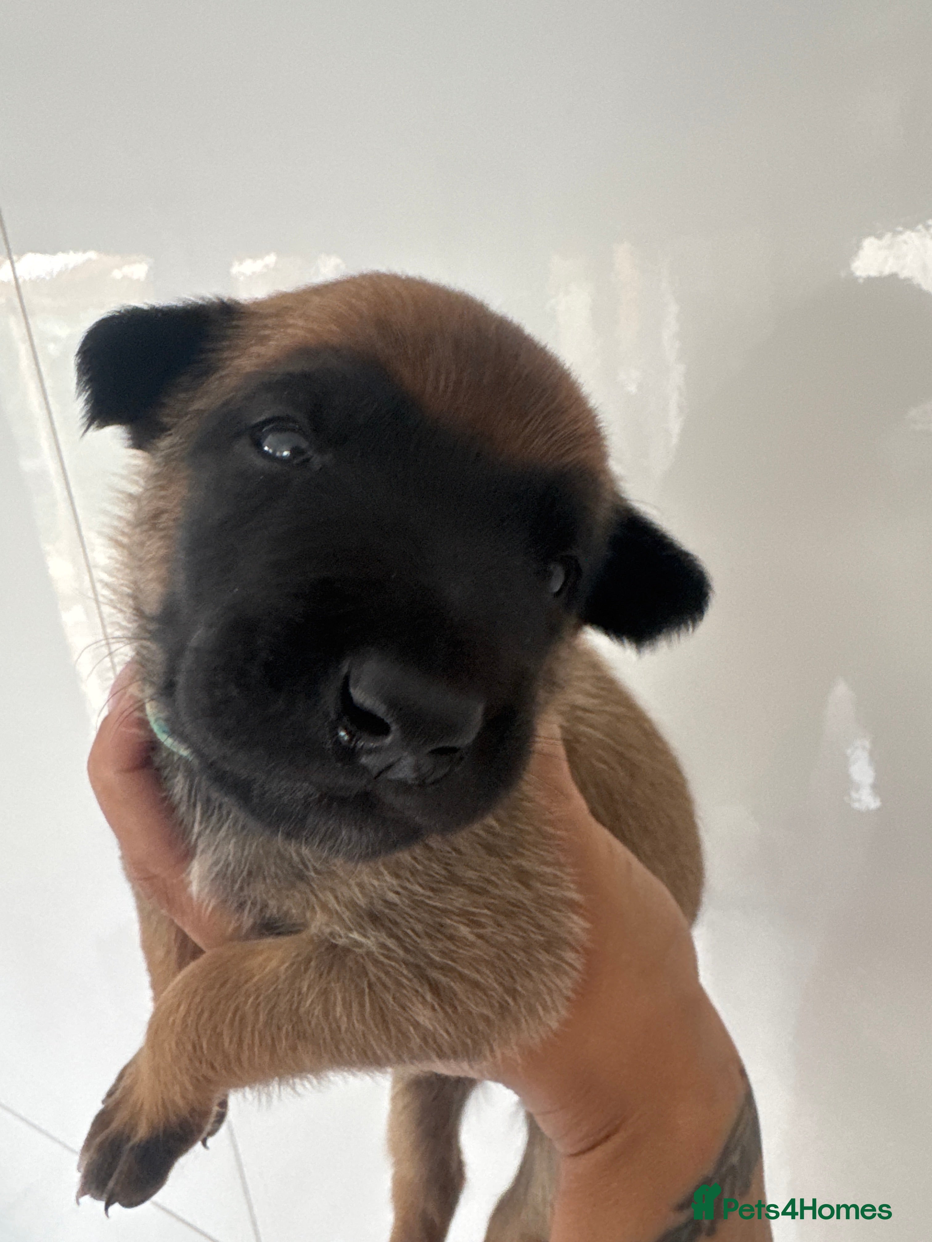 Belgian Shepherd Dog dogs for sale: 8 beautiful babies  in St Albans - Advert 2