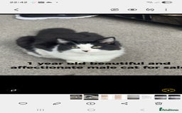 Mixed Breed cats for sale: 2 cats for sale - Image 1