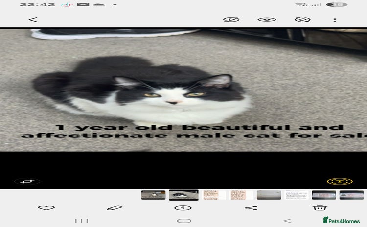 Mixed Breed cats - Advert 2