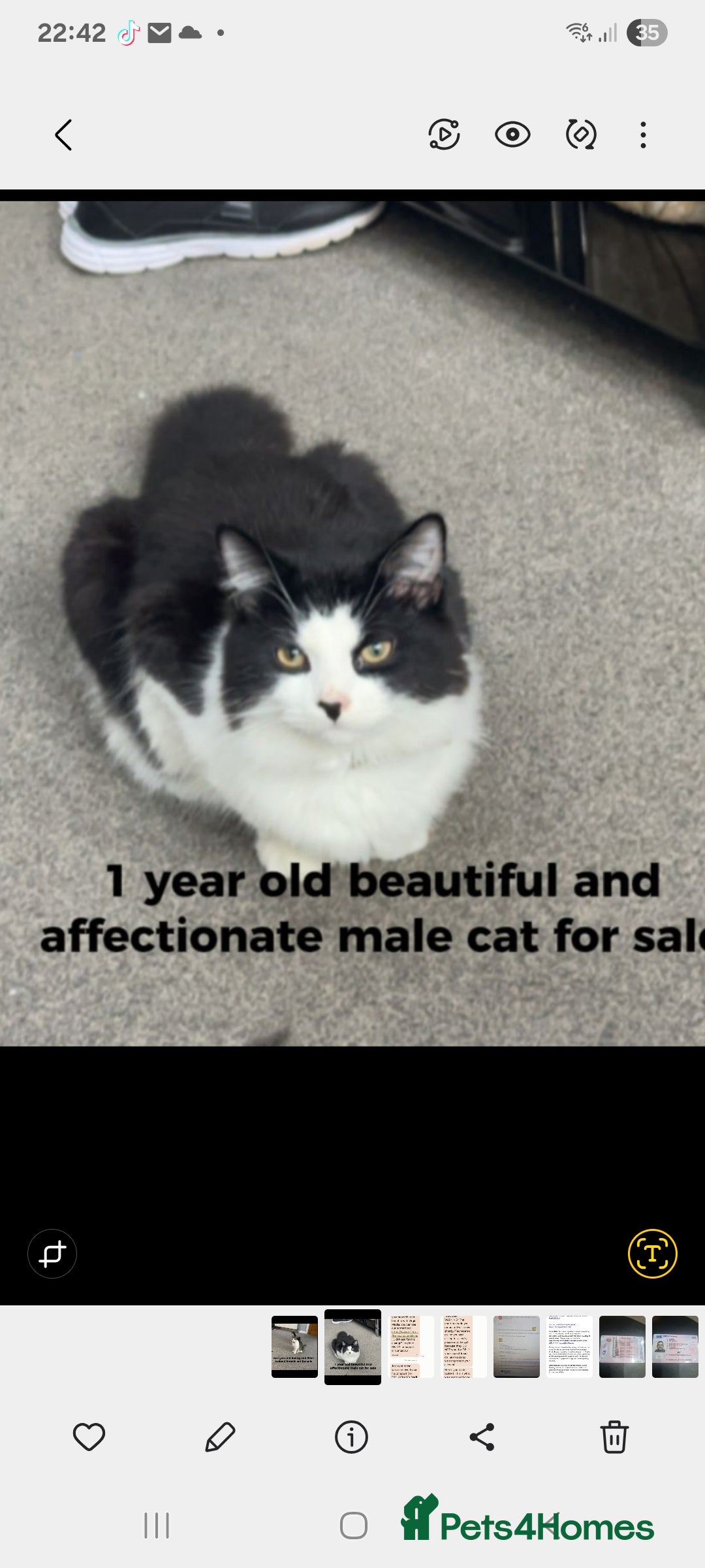 Mixed Breed cats for sale: 2 cats for sale - Image 1
