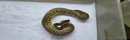 Python Snake reptiles for sale: Various ball pythons  - Advert 10