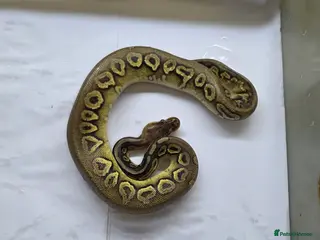 Python Snake reptiles Various ball pythons - Advert 22