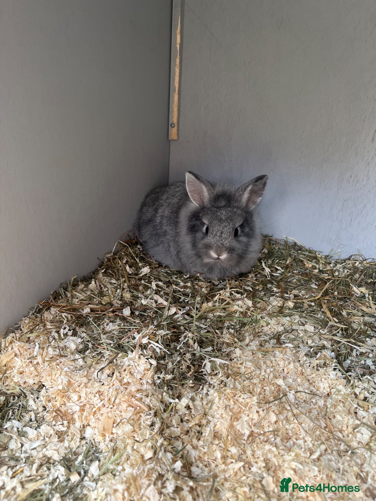 Lionhead rabbits 2 baby female rabbits, lionhead/harliquin.  - Advert 10