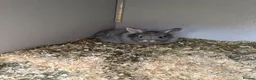 Lionhead rabbits for sale: 2 baby female rabbits, lionhead/harliquin.  - Advert 2