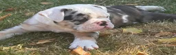 Mixed Breed dogs for sale: Olde English bulldog pups Health tested parents  - Advert 9
