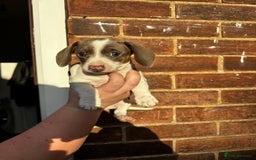 Miniature Dachshund dogs for sale: Miniature Dachshund Puppies  - Image 16