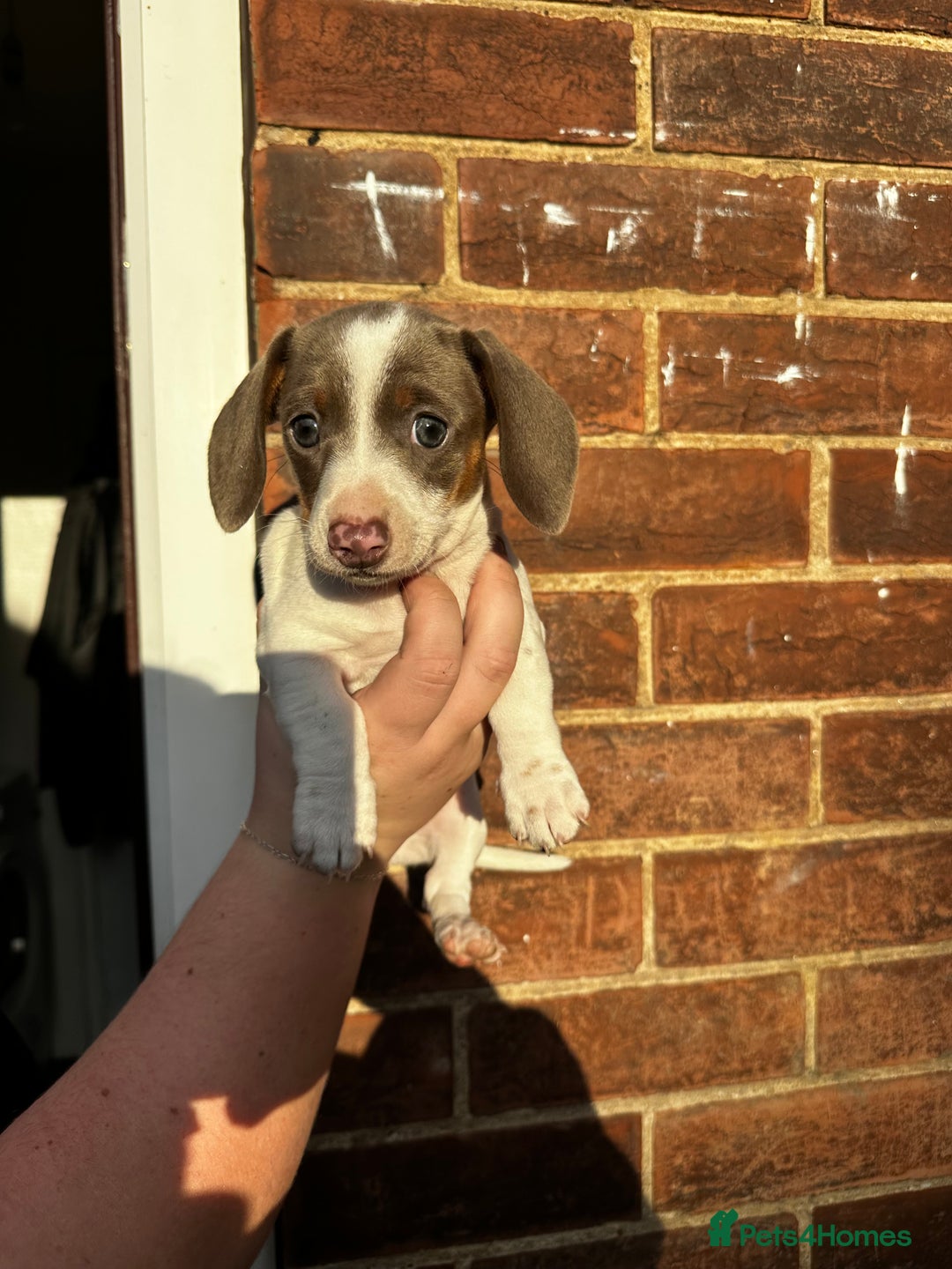 Miniature Dachshund dogs for sale: Miniature Dachshund Puppies  - Image 16