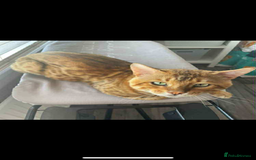 Bengal cats for sale: Stunning bengal kittens for sale to loving home - Image 31