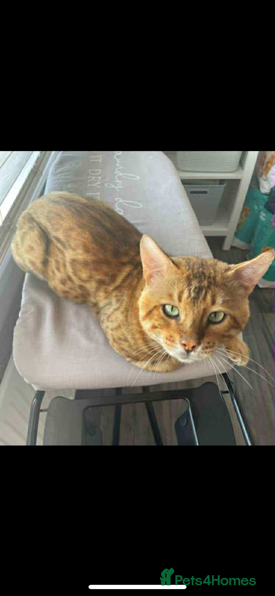 Bengal cats for sale: Stunning bengal kittens for sale to loving home - Image 31