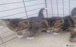 Mixed Breed cats for sale: Gorgeous Bengal x babies **READY NOW** - Image 25